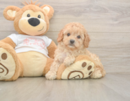 7 week old Cavapoo Puppy For Sale - Simply Southern Pups