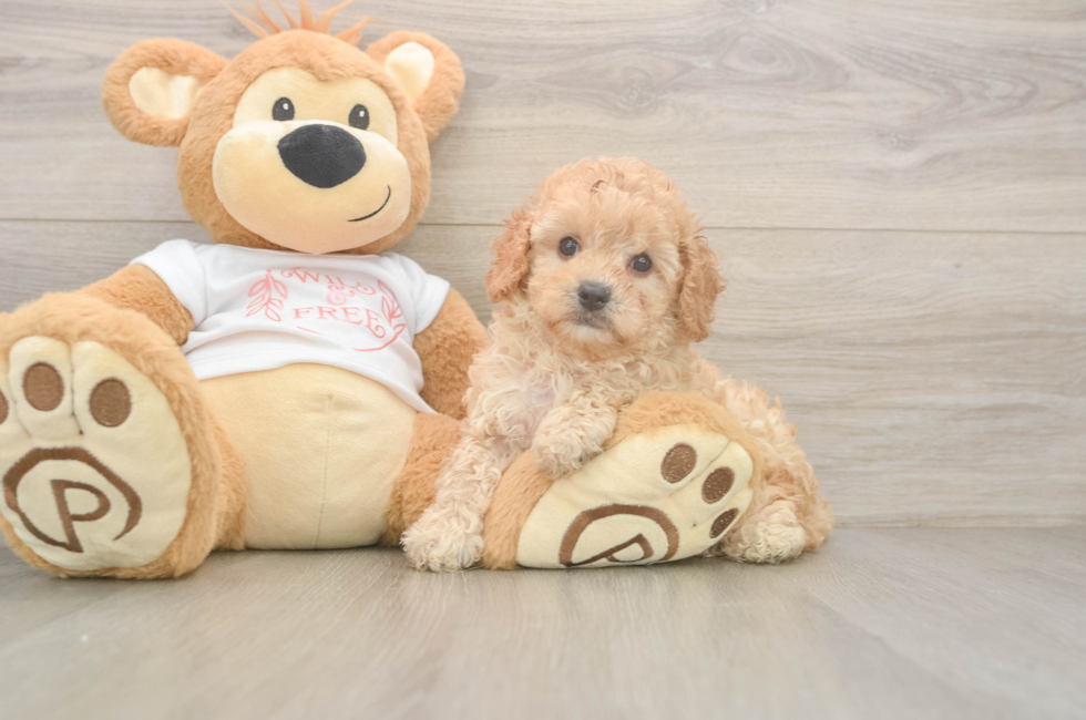 6 week old Cavapoo Puppy For Sale - Simply Southern Pups