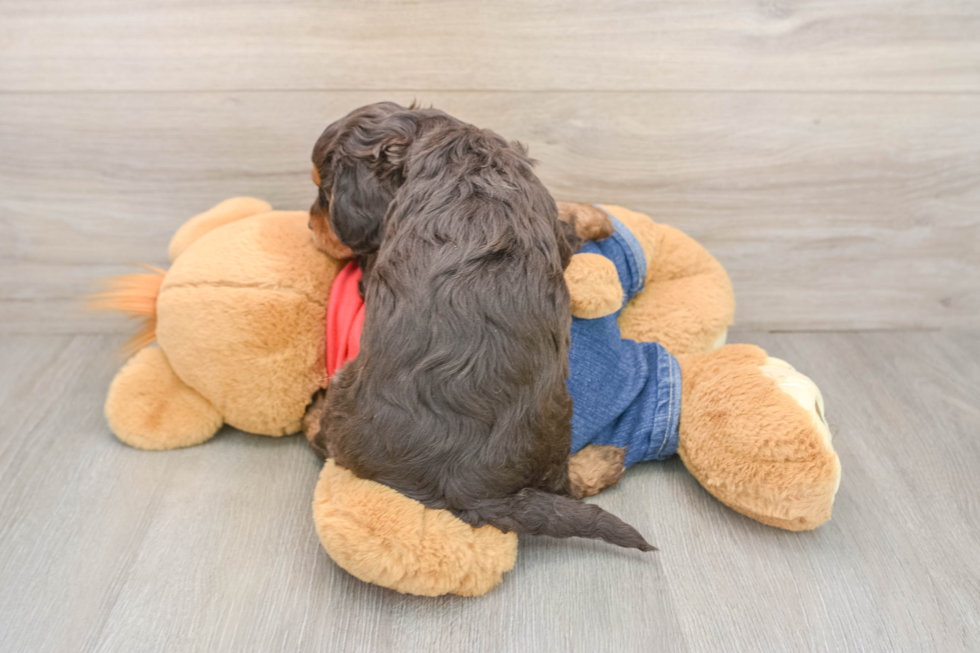 Friendly Cavapoo Baby