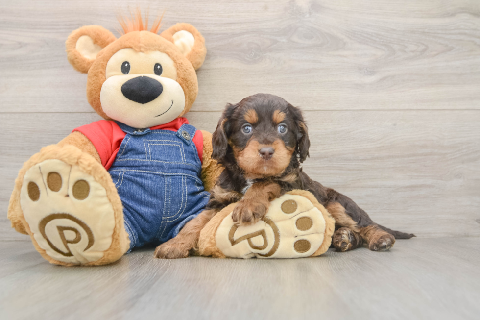 Energetic Cavoodle Poodle Mix Puppy