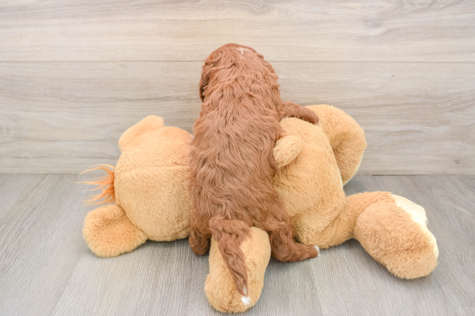 Best Cavapoo Baby
