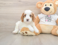 7 week old Cavapoo Puppy For Sale - Simply Southern Pups