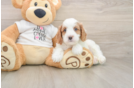 Small Cavapoo Baby