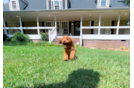 Cute Cavalier King Charles Spaniel and Poodle Mix Poodle Mix Puppy