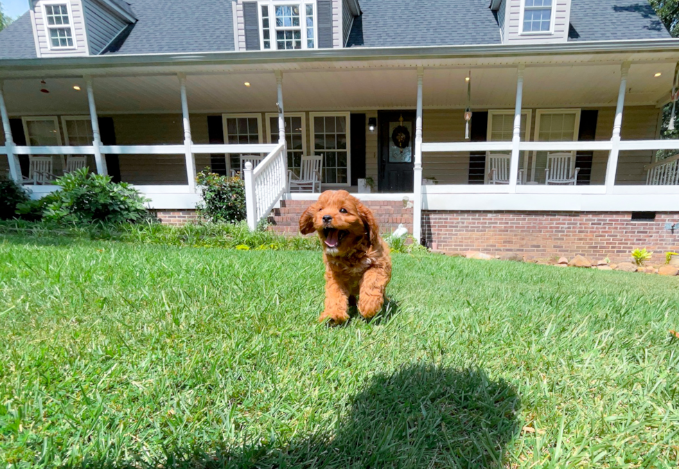 Cute Cavalier King Charles Spaniel and Poodle Mix Poodle Mix Puppy