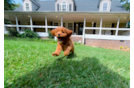 Cute Cavadoodle Poodle Mix Puppy