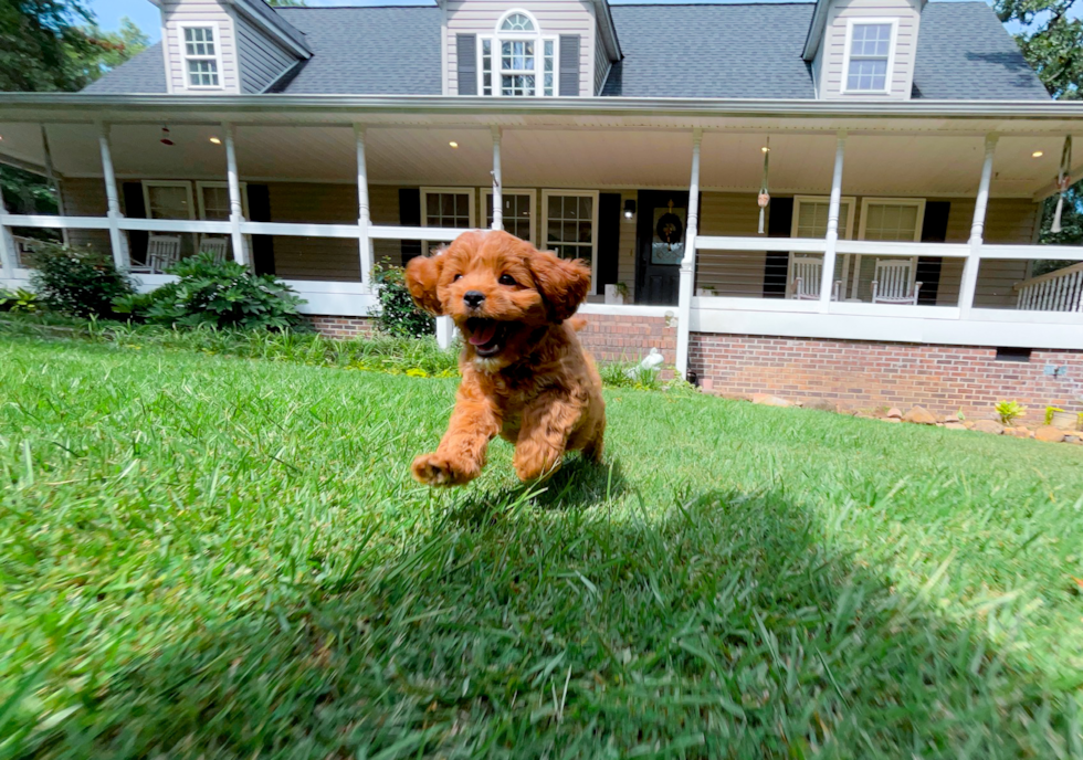 Cute Cavadoodle Poodle Mix Puppy