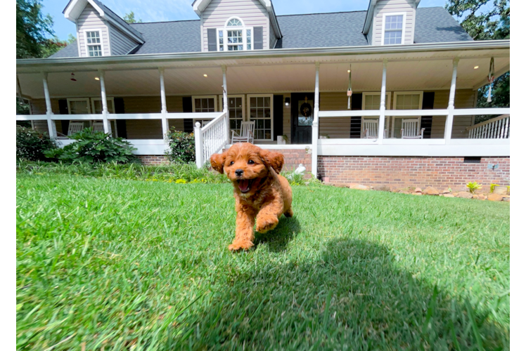 Cute Cavapoo Baby