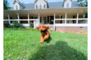 Cute Cavapoo Baby