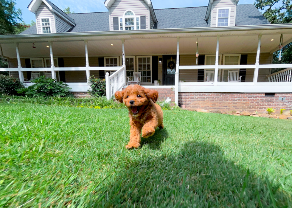 Cute Cavapoo Baby