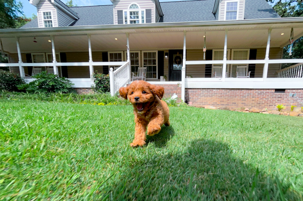 8 week old Cavapoo Puppy For Sale - Simply Southern Pups