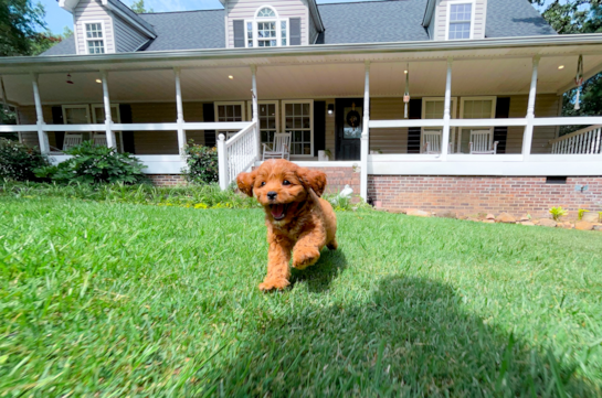 Cute Cavapoo Baby