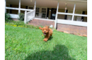 Cute Cavapoo Poodle Mix Pup