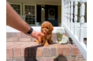 Cute Cavapoo Baby