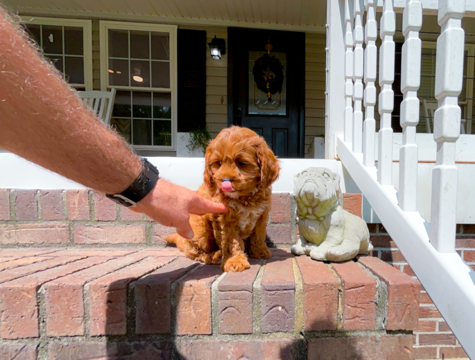 Cute Cavapoo Baby