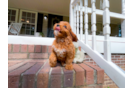 Best Cavapoo Baby