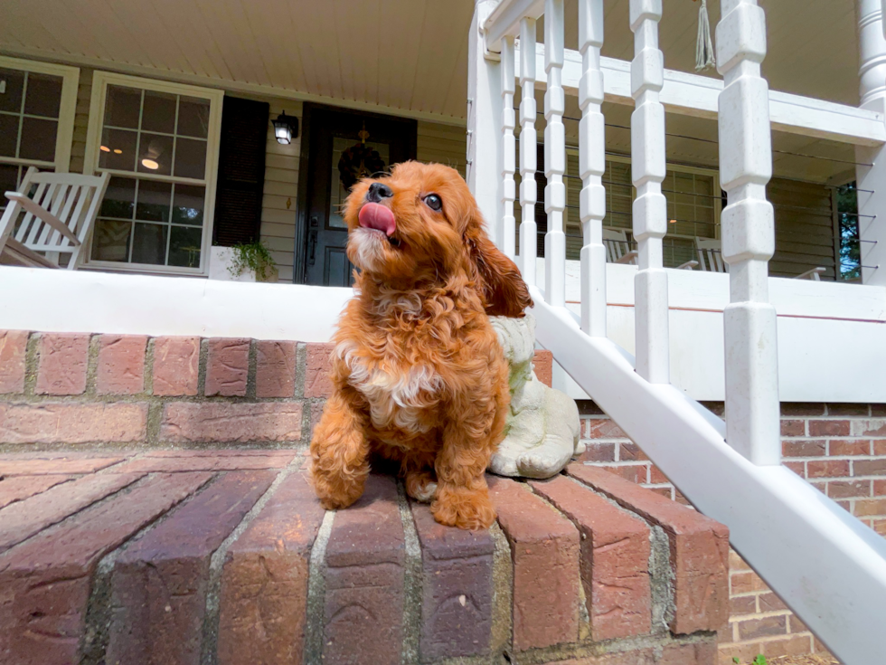Best Cavapoo Baby