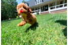 Cute Cavapoo Poodle Mix Pup