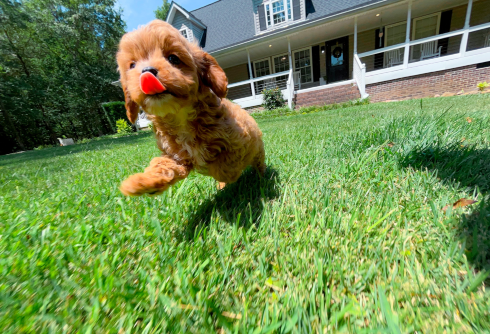Cute Cavapoo Poodle Mix Pup