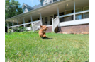 Cavapoo Puppy for Adoption