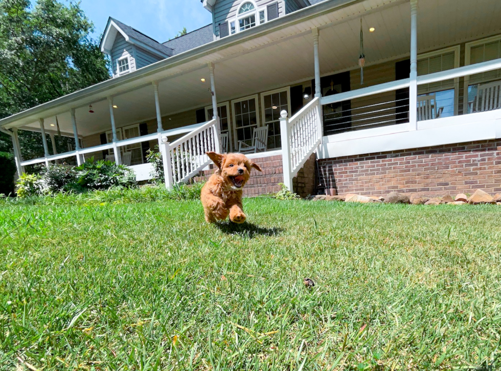 Cavapoo Puppy for Adoption