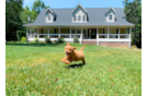 Cute Cavapoo Poodle Mix Pup