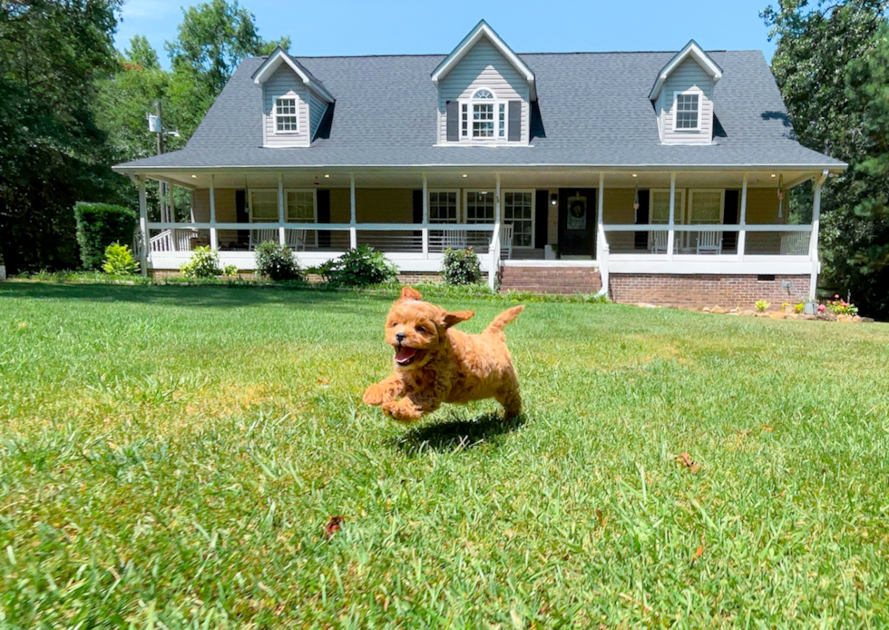Cute Cavapoo Poodle Mix Pup