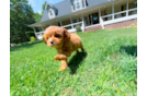 Cavapoo Puppy for Adoption
