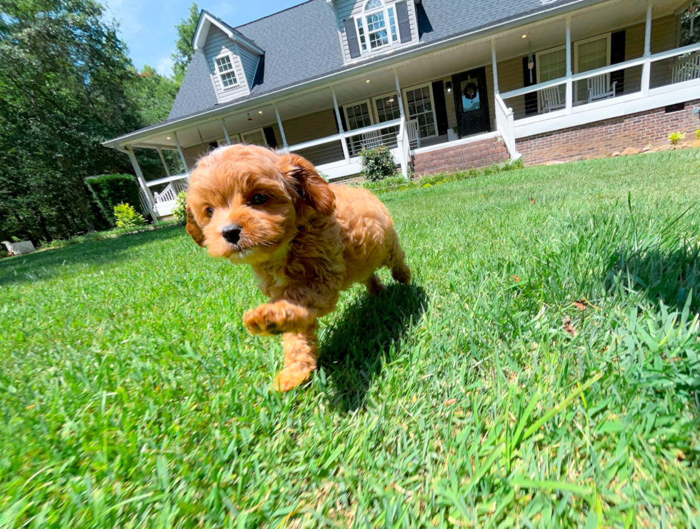 Cavapoo Puppy for Adoption