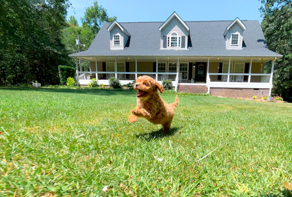 Cute Cavapoo Baby