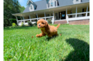 Best Cavapoo Baby
