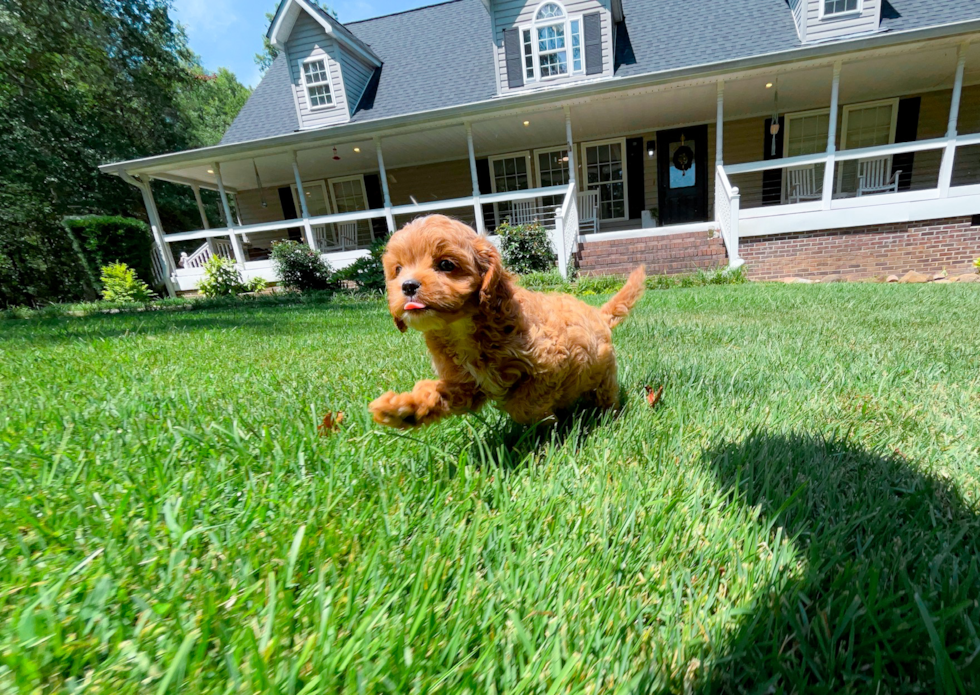 Best Cavapoo Baby