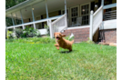 Cavapoo Pup Being Cute