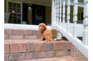 Cavapoo Pup Being Cute