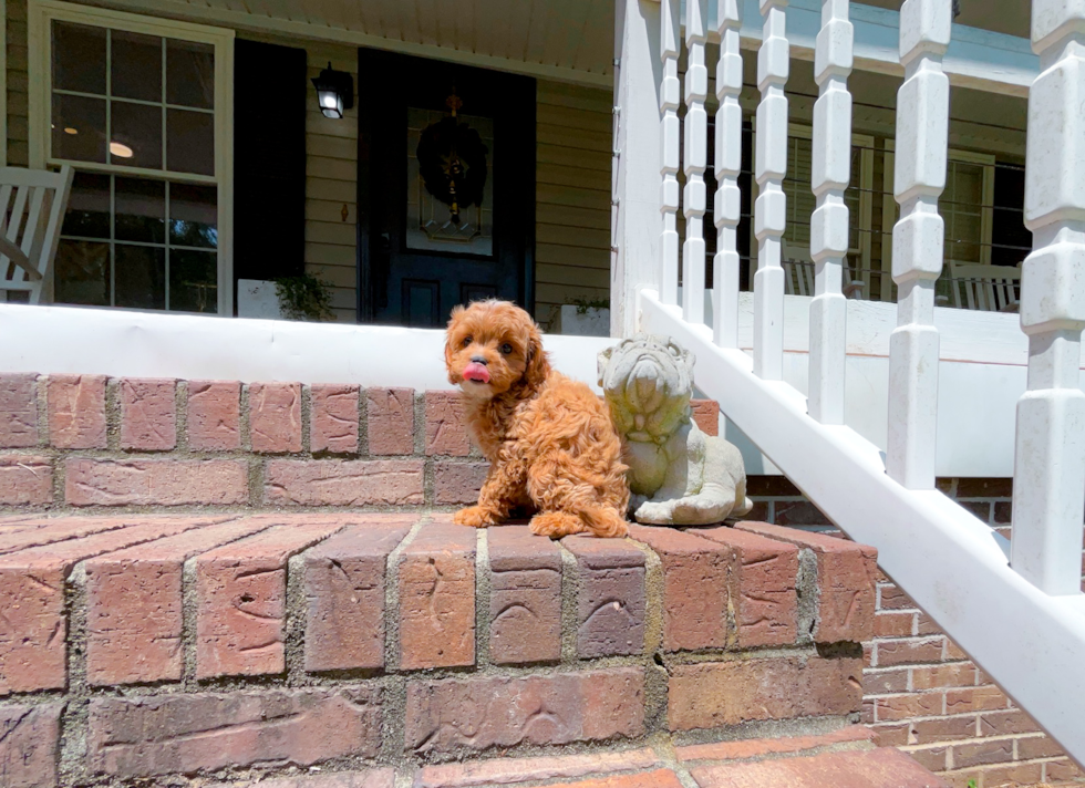 Cavapoo Pup Being Cute