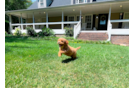 Cavapoo Puppy for Adoption