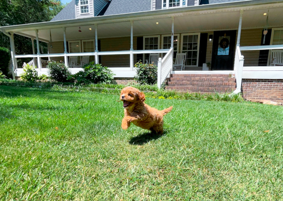 Cavapoo Puppy for Adoption