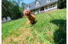 Best Cavapoo Baby