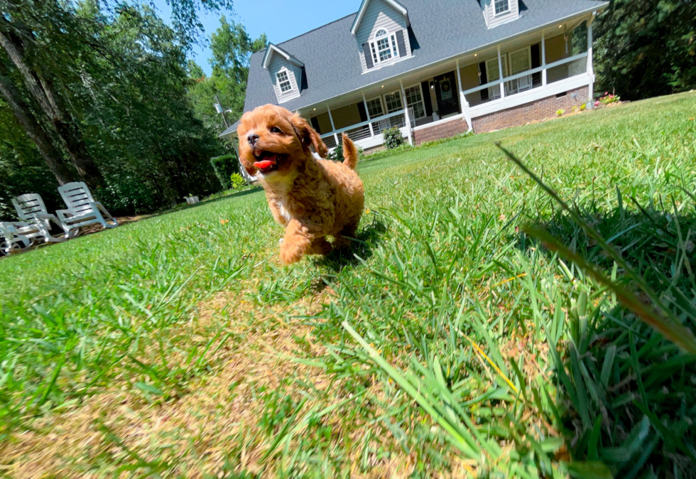 Best Cavapoo Baby
