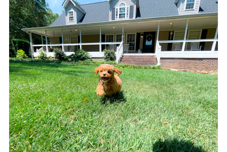 Cute Cavapoo Baby