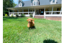 Cute Cavapoo Baby
