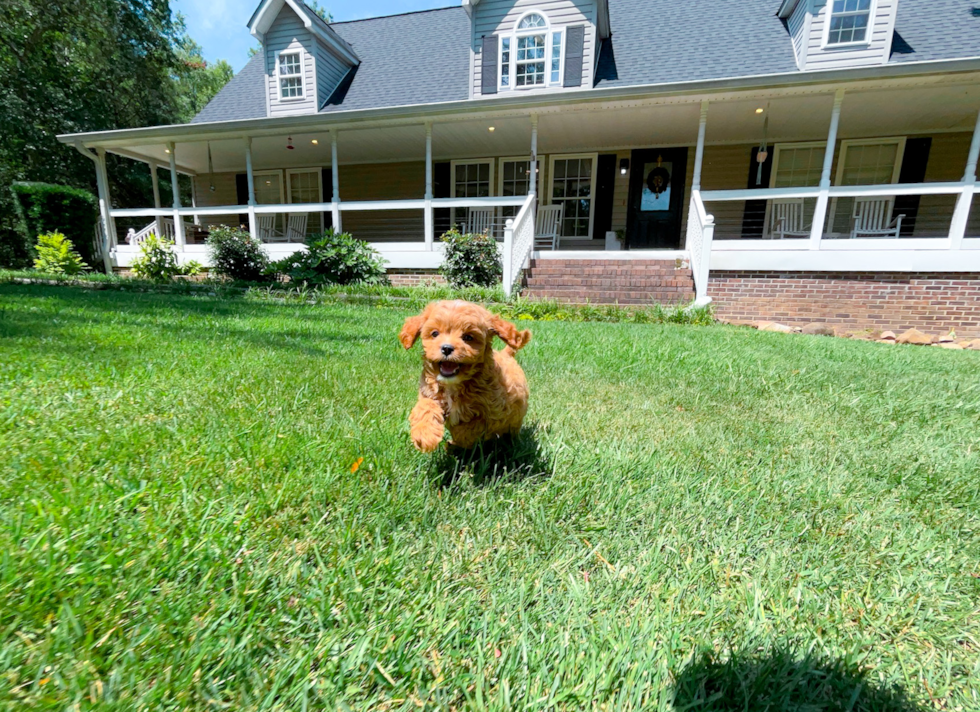 Cute Cavapoo Baby