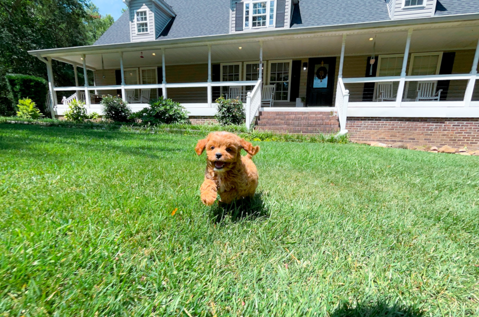 8 week old Cavapoo Puppy For Sale - Simply Southern Pups