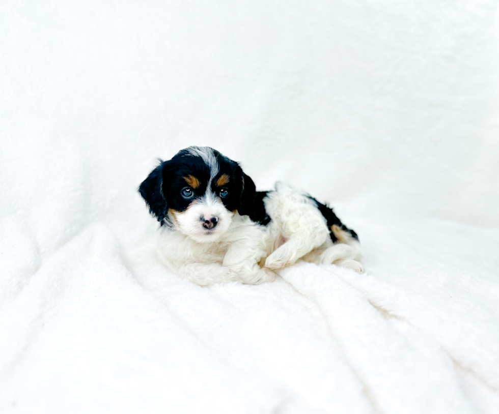 Cavapoo Pup Being Cute