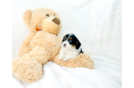 Cute Cavapoo Poodle Mix Pup