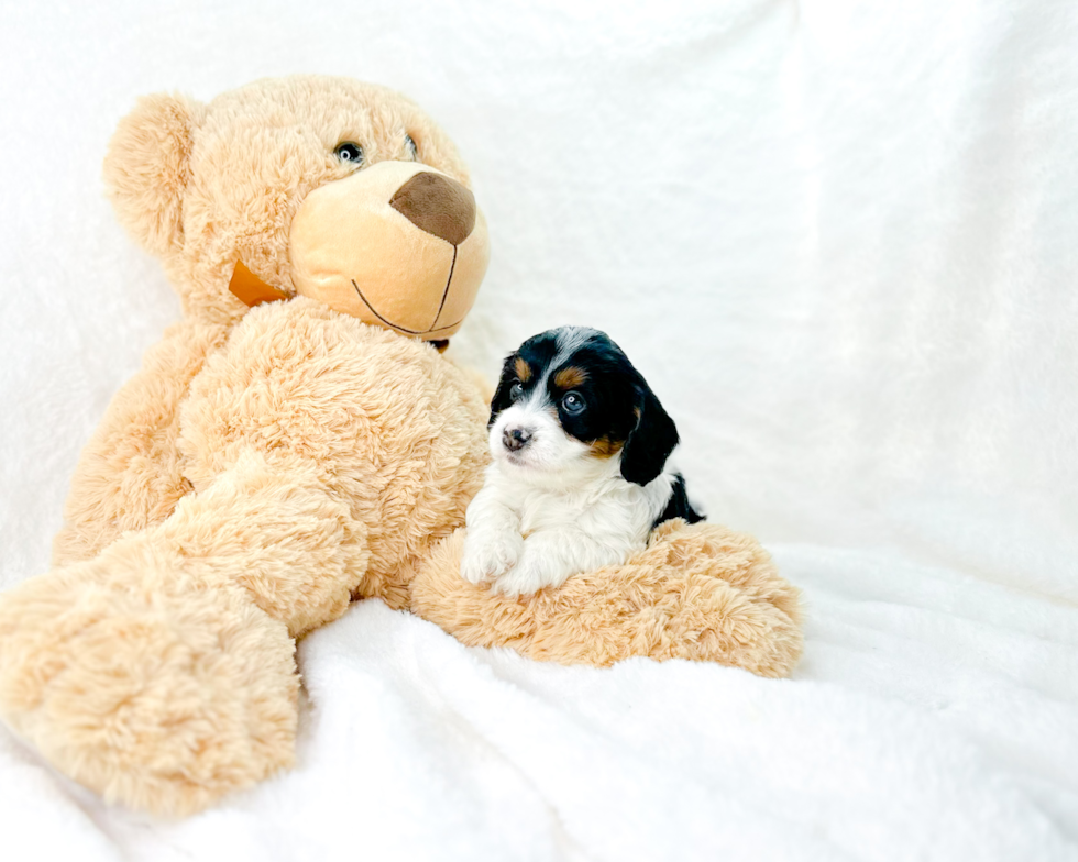 Cute Cavapoo Poodle Mix Pup