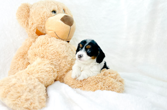 Cute Cavapoo Poodle Mix Pup