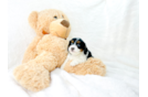 Cavapoo Pup Being Cute