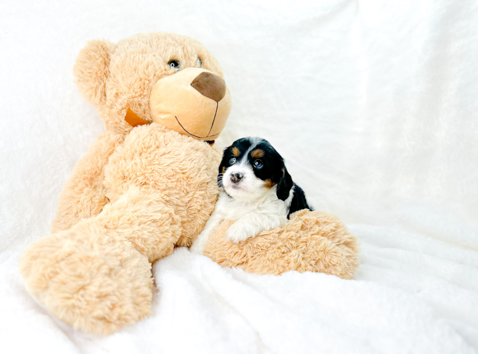 Cavapoo Pup Being Cute