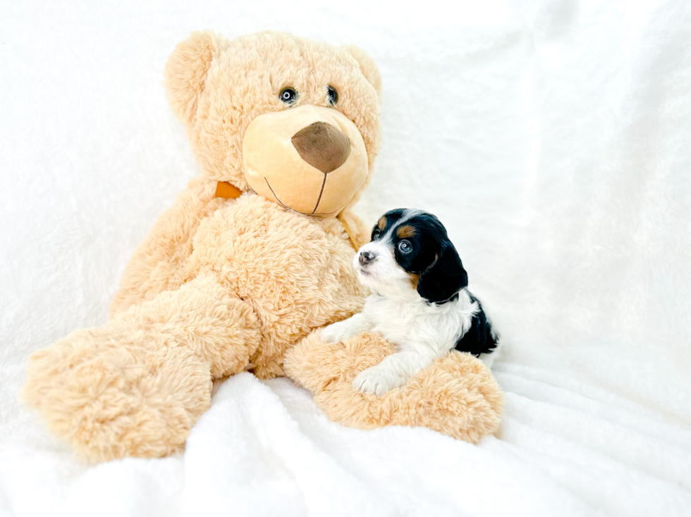 Cute Cavalier King Charles Spaniel and Poodle Mix Poodle Mix Puppy